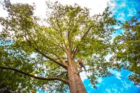 Best Tree Preservation Services  in Rutledge, TN